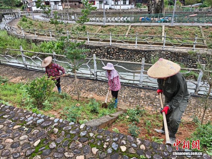 山”到“闻香致富” 台胞助畲族乡打造新名片CQ9电子游戏网站走进中国乡村）从“靠山吃(图2)
